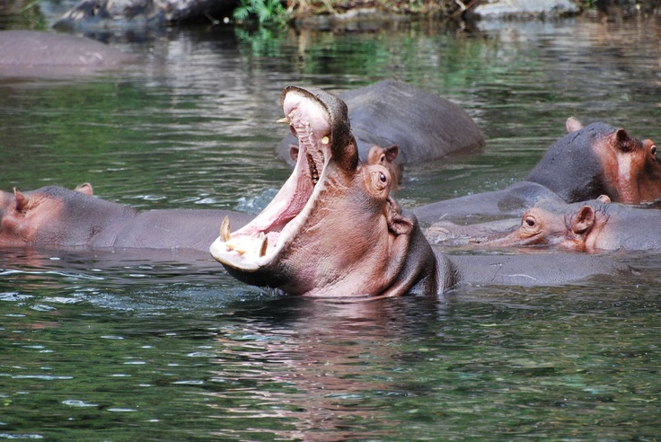 131f3d942bb953602db5f35d6e78d2c1-interesting-facts-about-hippopotamus.jpg