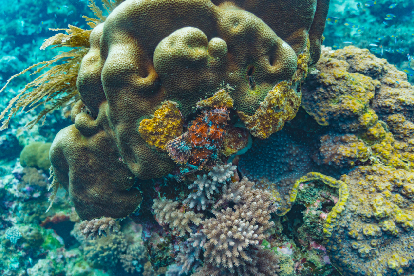 DIVING_2-2.jpg
