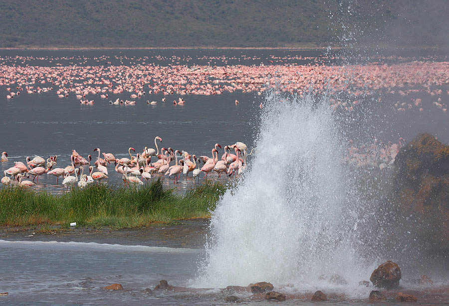 Flickr_-_Rainbirder_-_Born_of_Fire.jpg