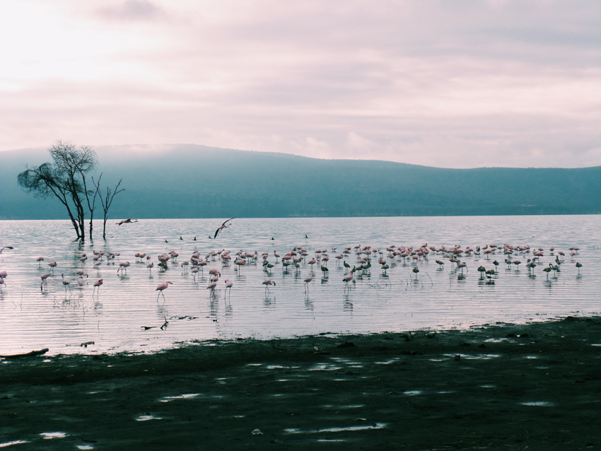 Lake_Nakuru_National_Park_-_Marie_Vanderlinden-2.jpg