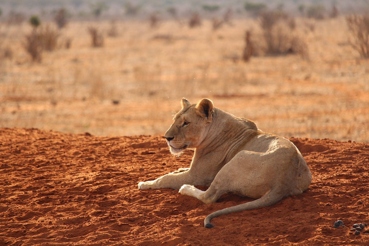 lion 4479781 1280