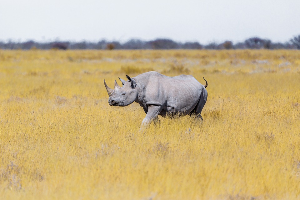 rhino 3755231 960 720