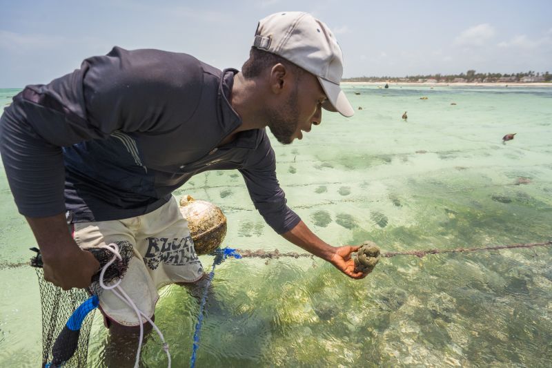 La ferme coopérative d'algues - Seaweed Center
