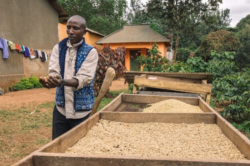 Que savoir sur la culture du café en Tanzanie ?