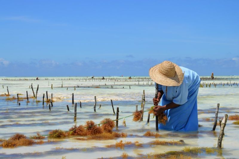 Histoire de la culture des algues à Zanzibar