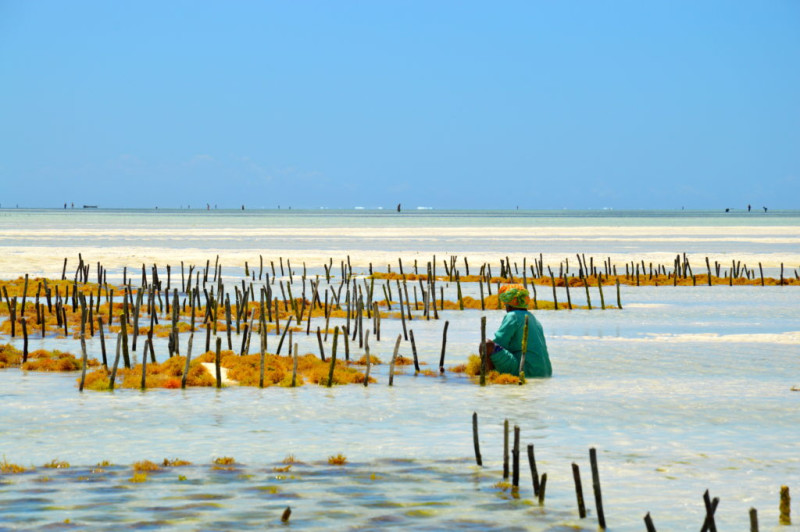 La culture des algues à Zanzibar