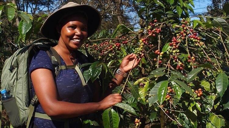 Itinéraire de randonnée autour du Kilimanjaro
