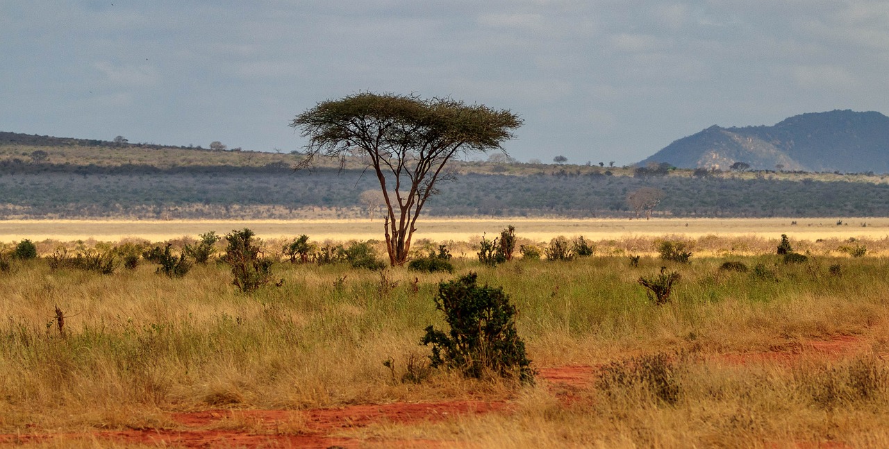 africa-4038507_1280.jpg