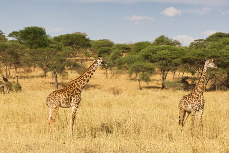Quel meilleur safari faire en Tanzanie ? Où faire un safari, quel parc visiter ...