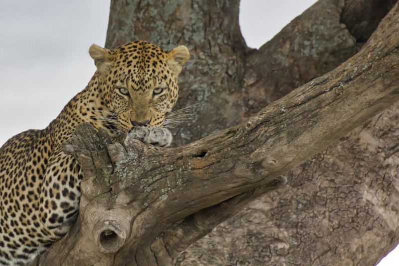 Big Five en Tanzanie et au Kenya : le léopard