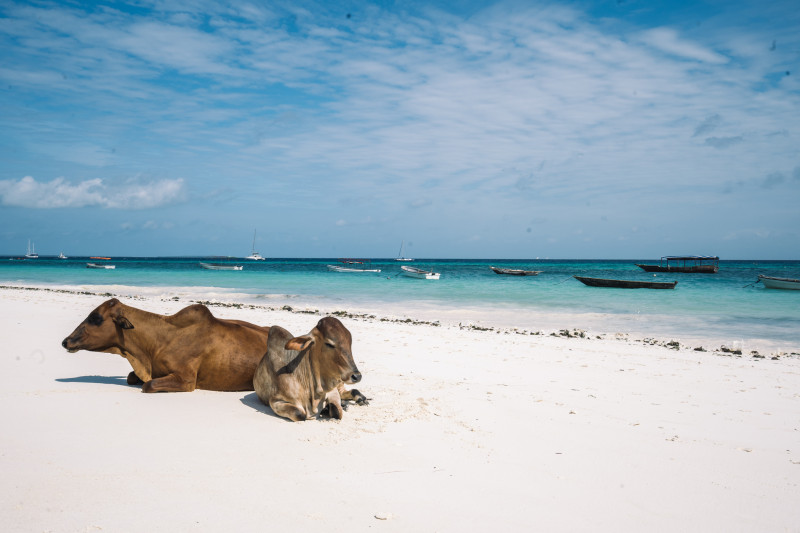 Les plus belles plages de Zanzibar : de l'île de Pemba à Nungwi Zanzibar, où trouver LA plage !