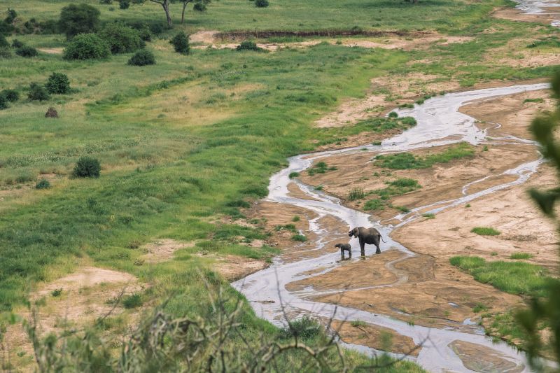 Définissez vos attentes pour votre safari en Tanzanie