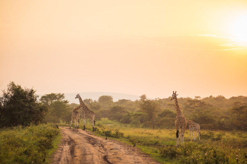 Que faire en Ouganda, les incontournables 