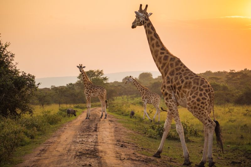 Quelle est la meilleure période pour voyager en Ouganda ? 