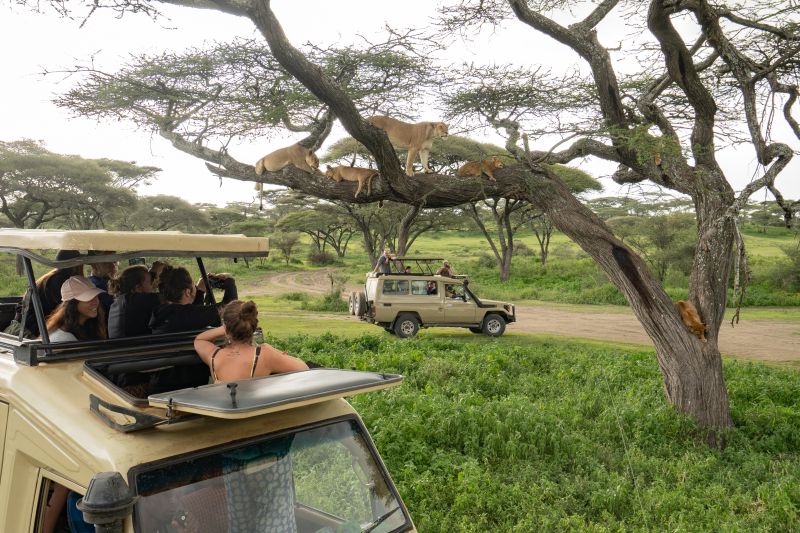 Avant de partir en safari en Tanzanie