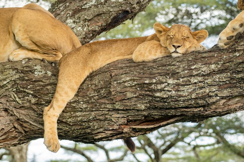 Prix d'un safari en Tanzanie de 5 jours