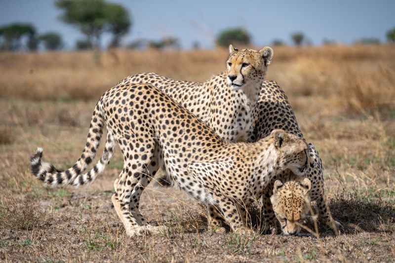 Budget non inclus dans votre safari en Tanzanie