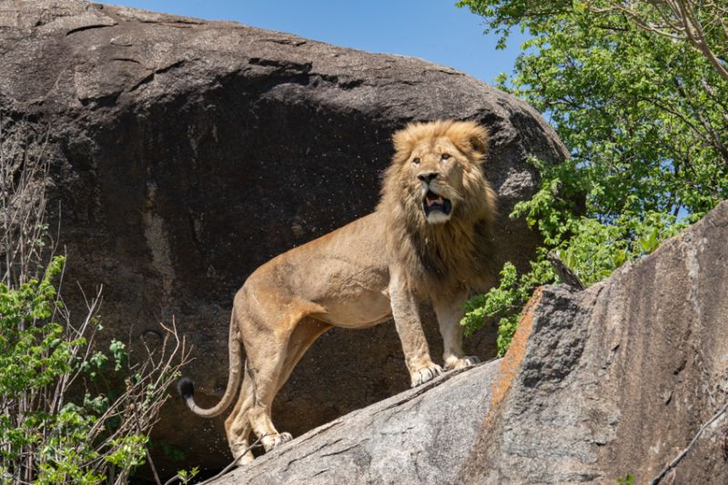 Une faune sauvage et abondante