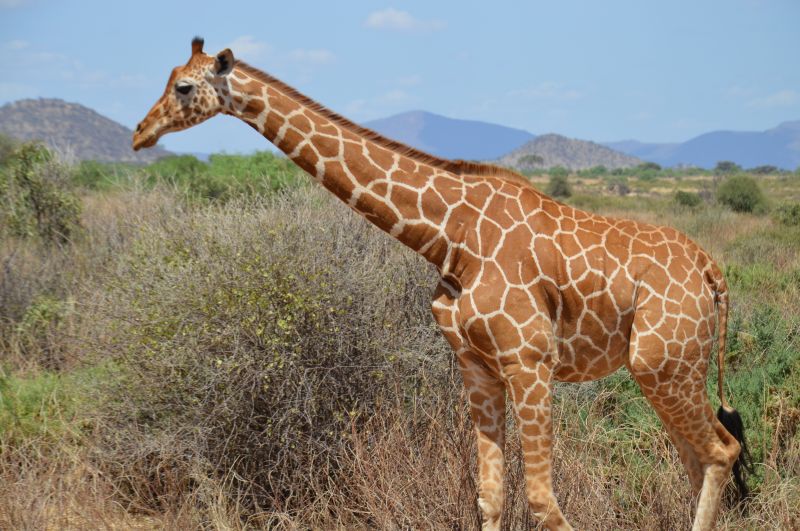Conseils pratiques pour réussir son safari en famille au Kenya