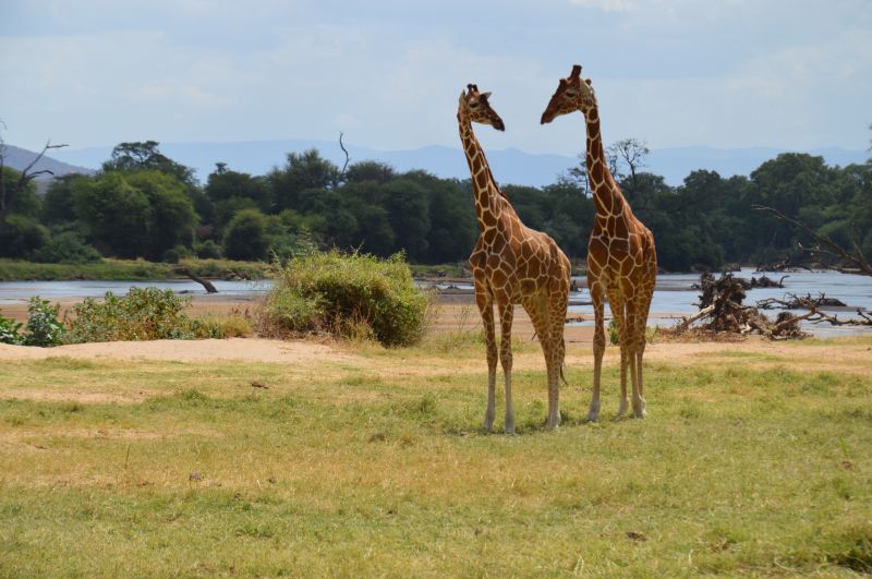 Comment trouver l’agence Kenyane de safari qui me correspond ?