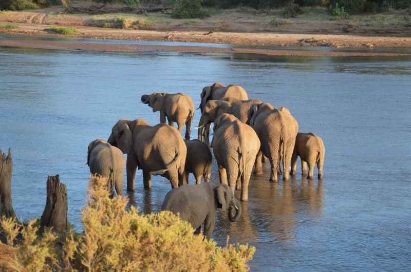 Les questions à se poser pour définir votre safari au Kenya idéal