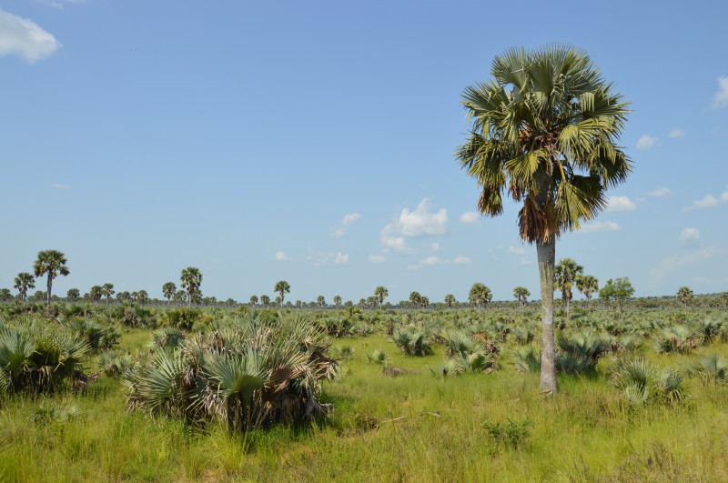 Quand partir en Ouganda pour votre safari 