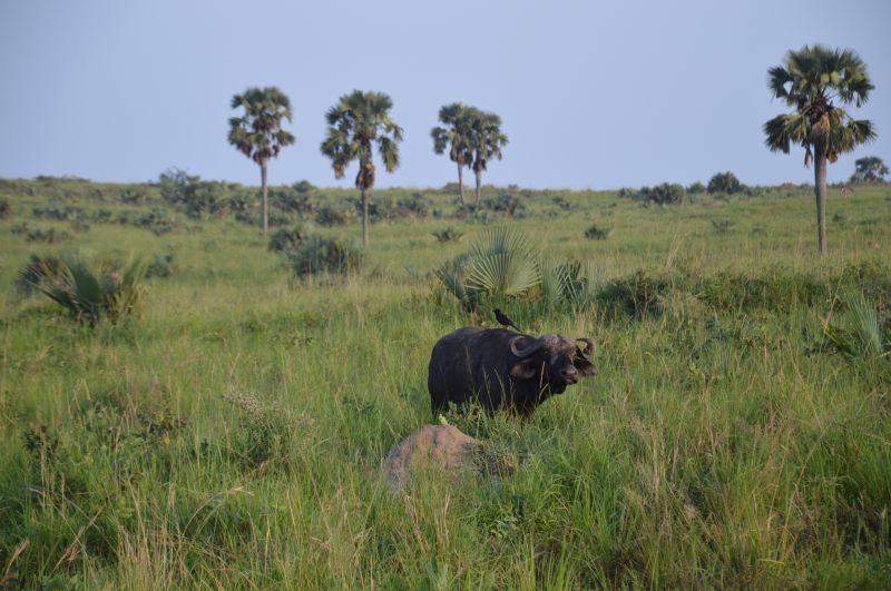 Vivre un safari au Parc national de Murchison Falls 