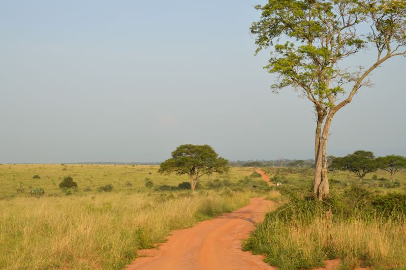 Quelle est la meilleure période pour les safaris en Ouganda ? 