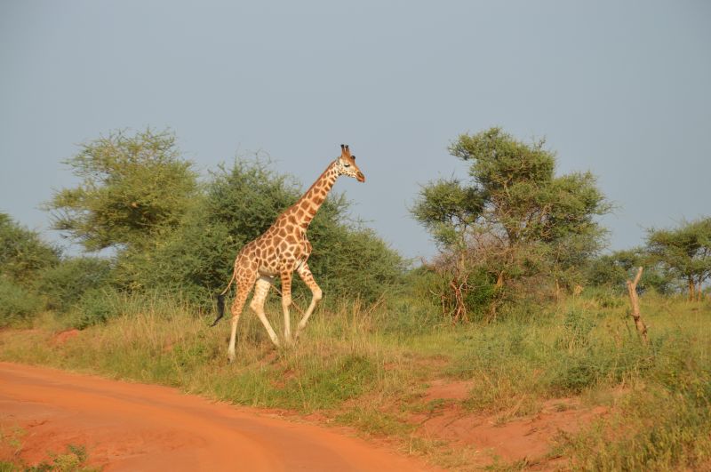 Quels vaccins obligatoires pour un safari en Ouganda 