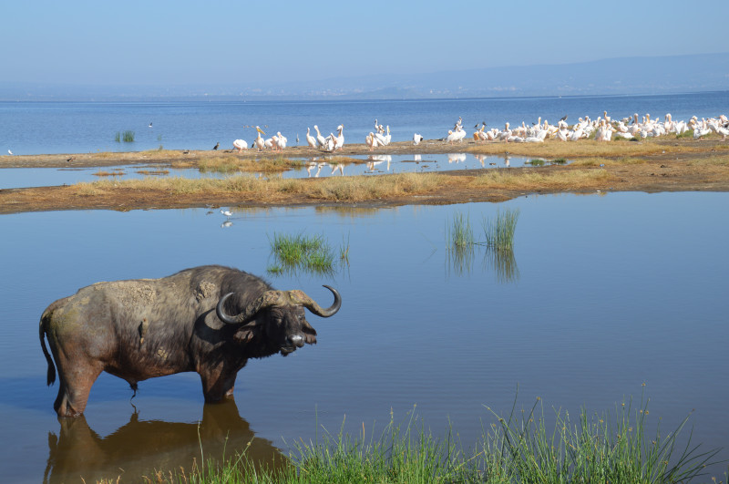 Comment choisir la meilleure agence de voyage au Kenya en 2026 pour votre safari ?