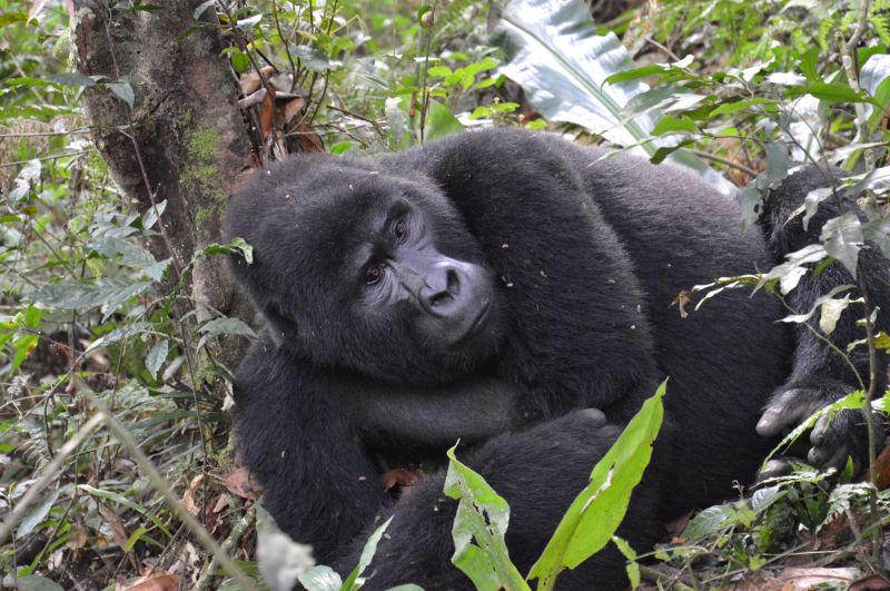 Quand observer les gorilles et chimpanzés en Ouganda ? 