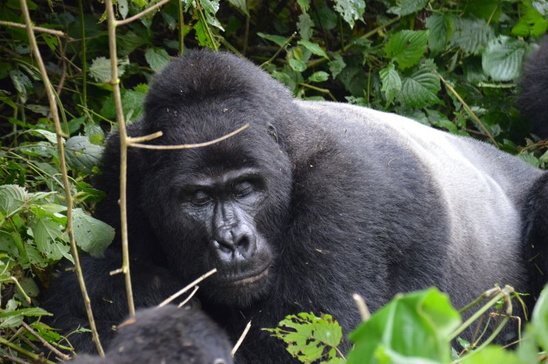 La forêt impénétrable de Bwindi, à la rencontre des gorilles