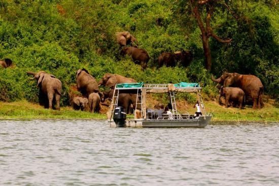 Vivre un safari dans le Parc national Queen Elizabeth
