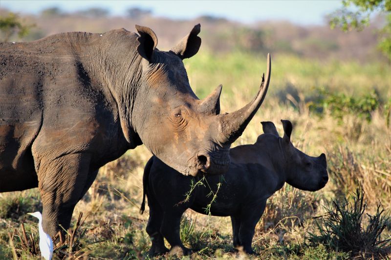 Big five au Kenya : le rhinocéros