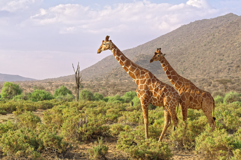 Voyage au Kenya, que voir et que faire ?