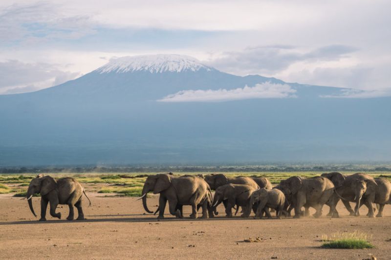 Les différents types de safaris entre le Kenya et la Tanzanie