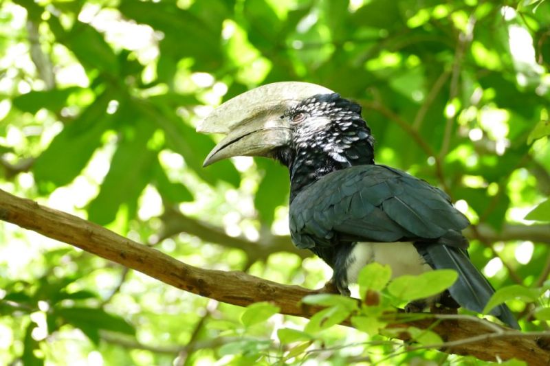 Arusha, paradis des oiseaux au pied du Mont Meru