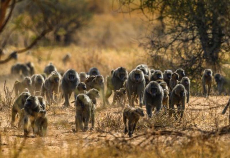 Parcourir la savane africaine et y observer d’autres espèces de singes
