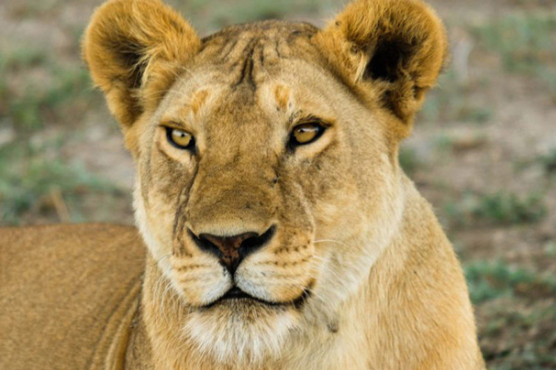 Prix d’un safari en Tanzanie en 2025 : quel budget ?