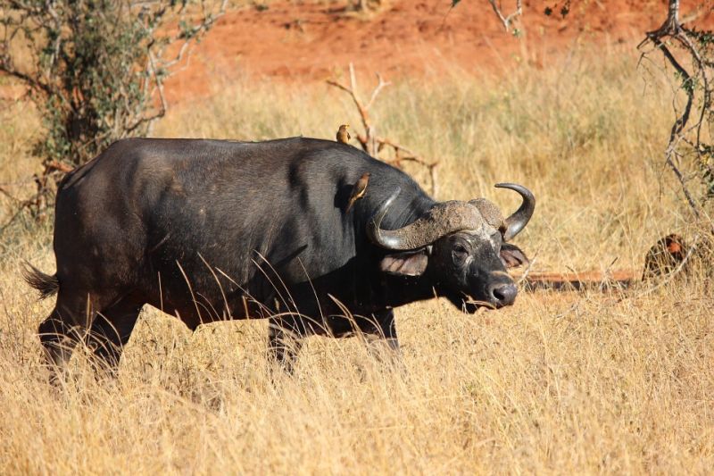 Big five au Kenya : le buffle