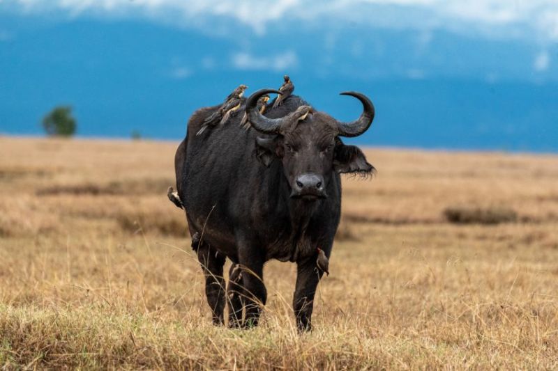 Voir les Big Five en Tanzanie et en Afrique du Sud