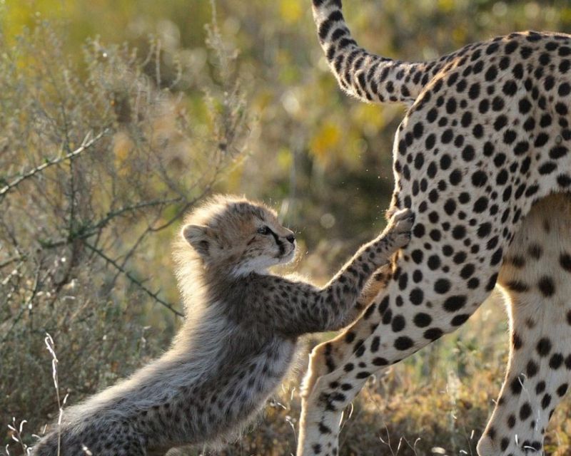 Organiser son safari en Tanzanie ou en Afrique du Sud