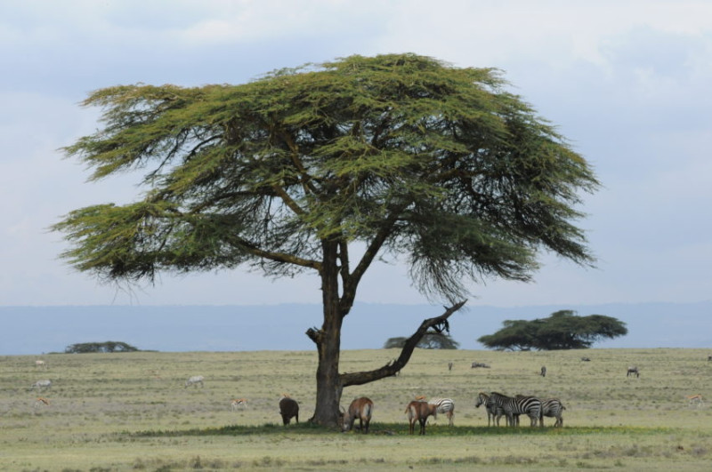 Prix pour un safari au Kenya en 2025 : quel budget ?
