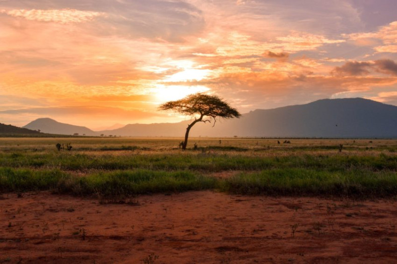 Quel safari choisir au Kenya ? Que voir, que faire au Kenya ?