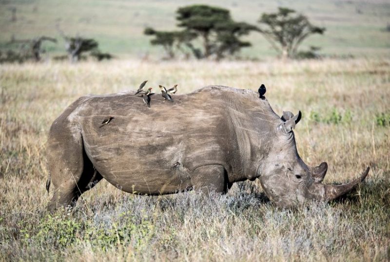 Observer les Big Five en Tanzanie