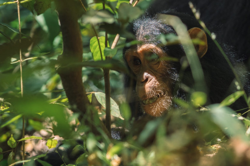 Quels singes observer en Tanzanie ?
