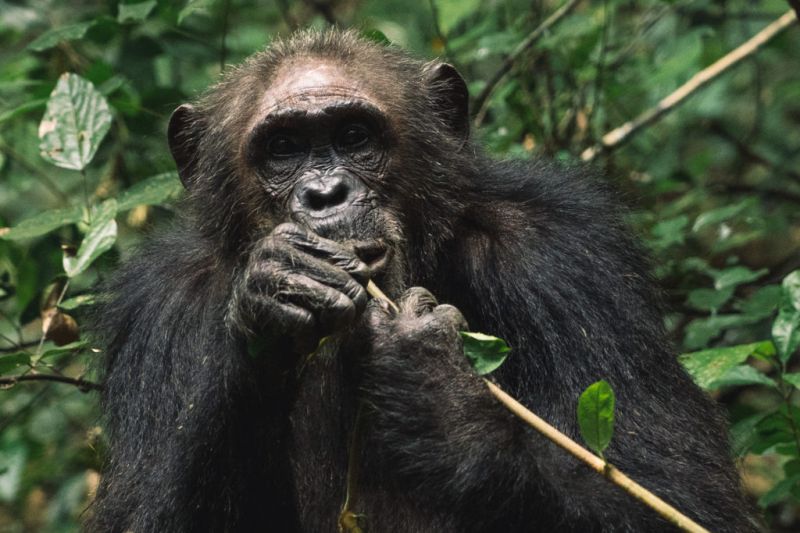 Partir sur la piste des grands singes dans le Parc de Gombe
