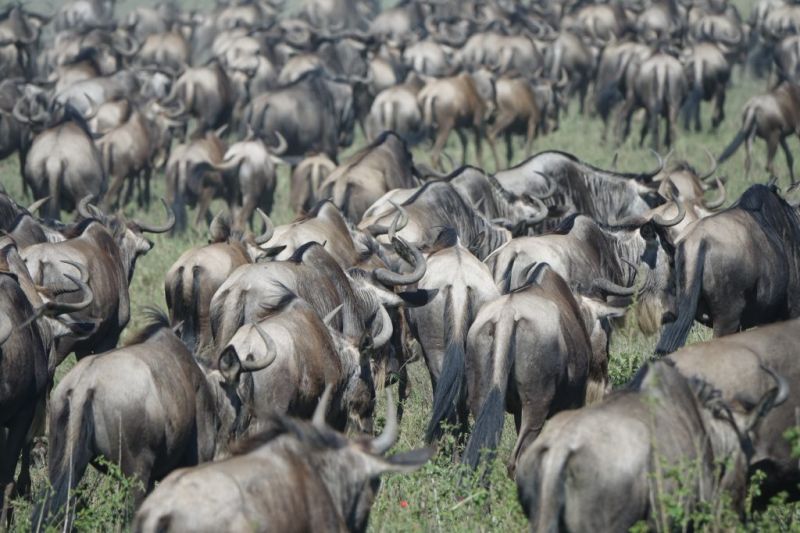 La grande migration d'Avril à Juin en Tanzanie : le corridor Ouest du Serengeti
