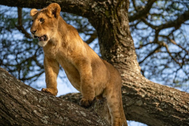 Ce qu’il faut savoir pour votre argent sur place en Tanzanie