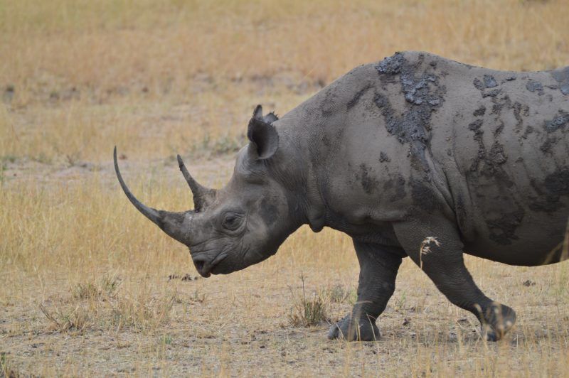 Big Five en Tanzanie et au Kenya : le rhinocéros
